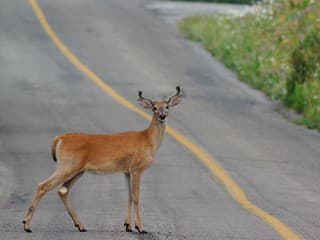 Zbadali ste pri ceste srnku? Polícia upozorňuje na jednu vec, na ktorú mnohí vodiči zabúdajú
