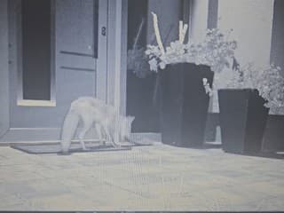 Mužovi spred domu mizli papuče. Keď nastražil fotopascu, neveril vlastným očiam