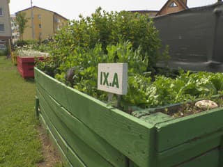 Vädne vám záhrada? Odborníčka radí, kedy ju počas horúčav nikdy nepolievať