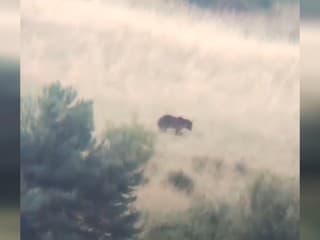 VIDEO: Obec pri Prievidzi varuje pred medveďom. Šelmu zachytili v okolí