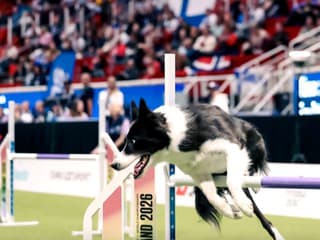 Ako sa rodia majstri sveta v agility? Na parkúre rozhodujú sekundy, mimo neho dôvera