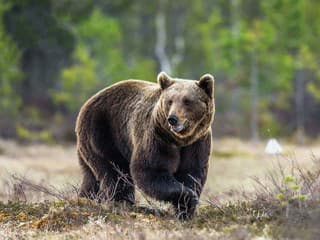AKTUÁLNE Turistov v Kvačianskej doline vydesila medvedica: Mladý Poliak skončil v nemocnici
