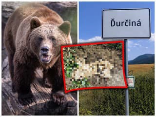 Medvedia šelma vo Veľkej Fatre NAHÁŇALA turistov: Ochranári rýchlo odhalili dôvod, prišlo POKARHANIE!