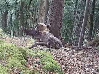 Unikátne VIDEO zo slovenskej divočiny: Fotopasca zachytila mladého medveďa, takto sladko zaspal!