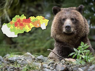 Pozor na potulkách prírodou: Zverejnili aktuálnu MAPU výskytu medveďov na Slovensku podľa okresov!