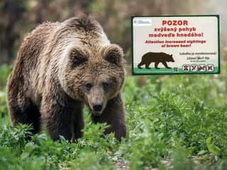 Aktuálna MAPA výskytu medveďov na Slovensku podľa okresov: Pozor na potulkách prírodou, hlásení pribúda!
