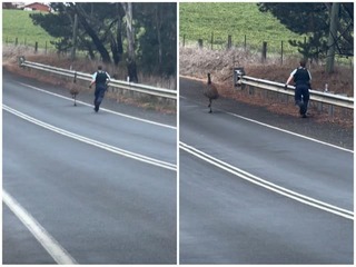 Najbizarnejšia policajná naháňačka: Keď to uvidíte... VIDEO zo zásahu sa stalo hitom internetu!