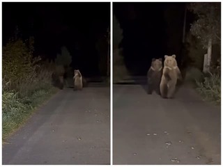 Nočné prekvapenie v Tatrách: Zábery na medvede v temnote, TOTO predviedli pred kamerou!