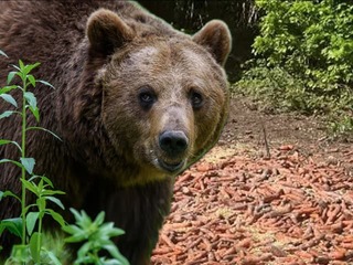 Šokujúci nález v okrese, kde majú problémy s medveďmi: Zvieratá mali hody len 100 metrov od ľudí!
