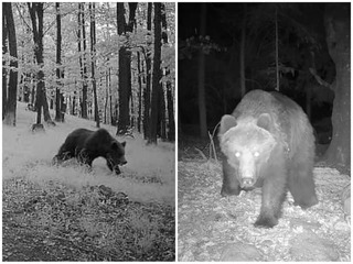Obec aj mesto VARUJÚ: FOTO Medvede videli v obľúbených lokalitách! Vyzývajú k opatrnosti