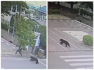 Strach v meste: Medveď sa pohybuje v uliciach, školy museli zatvoriť!