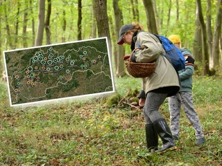 NOVINKA pre milovníkov húb: Vznikla interaktívna MAPA... Ukáže vám, kde rastú najlepšie kusy v reálnom čase!