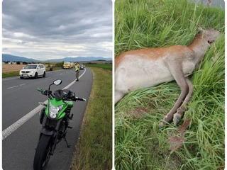 Zrážka so zverou sa stala mladému motorkárovi (†20) osudnou! FOTO Nestihol zareagovať, tragické následky