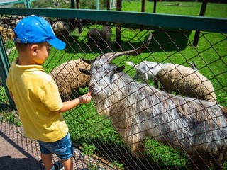 Nevinná návšteva ZOO skončila hororom: Deti sa nakazili od zvierat BAKTÉRIOU! Následky sú hrôzostrašné