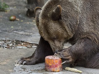 Smutná správa: Nečakane zomrel Felix, ktorý sa narodil v bratislavskej ZOO pred 30 rokmi