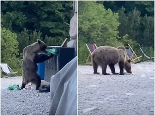 Nebezpečné VIDEO z Tatier: Medveď sa bez okolkov prehrabával v odpadkoch pri obľúbenej chate!