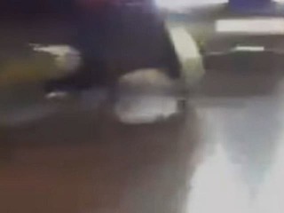 Dráma v centre mesta: V uliciach sa potuloval medveď! Jeho vyčíňanie zachytila kamera