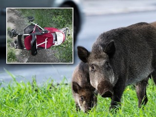 ÚTOK diviaka priamo na sídlisku neďaleko kostola! Zviera prevrátilo kočík s dieťaťom (1), skončilo v nemocnici