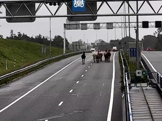 CHAOS na diaľnici: VIDEO Nečakané, čo vybehlo z tunela... Vodiči museli prudko brzdiť!
