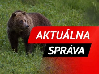 Ďalší útok medveďa pri Martine: V Sučanoch dohrýzol muža, utrpel úraz hlavy a hrudníka!