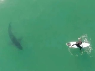 Hrôza na VIDEU: Surfistu prenasleduje žralok! Zúfalo sa snaží uniknúť