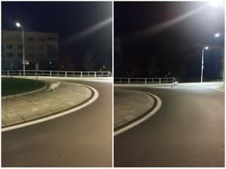 Český vodič ostal v ŠOKU: Na kruháči stretol skoro ráno EXOTICKÉ zviera! VIDEO Zábery pobláznili internet