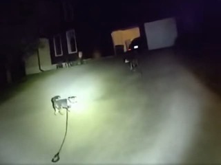 Dojímavý hrdinský čin: Verný psík zastavil policajtov a zachránil život svojmu majiteľovi!
