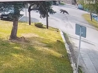Krvavý útok medveďa v obci Blatnica: Šelma napadla 79-ročnú ženu priamo na námestí!