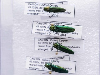 Najhoršie obavy sa potvrdili! Na Slovensku máme nebezpečného predátora z Ázie: KARANTÉNA