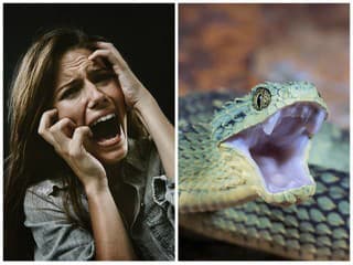 Scéna ako z HORORU: Žena sa v byte zobudila so zmijou omotanou okolo krku, nazdávala sa, že ju niekto škrtí!