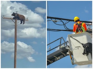 Svedkovia neverili čomu, čo vidia: Obrovský MEDVEĎ sedel na elektrickom stĺpe, celé to skončilo tragicky!