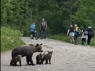 VIDEO Medvedica sa prechádzala aj s mláďatami po turistickom chodníku: Ľudia si ich fotili a natáčali!
