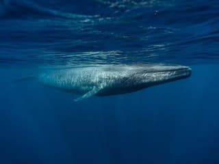 Neuveriteľný kolos v oceáne: Jazyk modrej veľryby váži ako slon a je dlhší než kontajner! FOTO