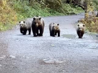 Panika a krik v Tatrách: Na turistickom chodníku sa objavila rodina medveďov, ľudia začali utekať