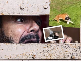 Úplný CHAOS v zoologickej záhrade: Muž vliezol do výbehu s tigrami, pracovníci museli tasiť pušky!