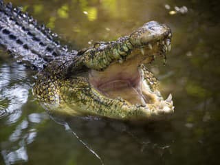 Muž hodil trojročného chlapca do výbehu s krokodílmi! Okamihy hrôzy a desivé OPISY svedkov