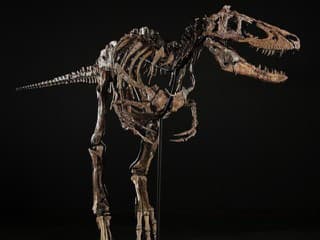 Astronomická suma za pravekého dravca! Kostra dinosaura Jodi sa vydražila za 47 miliónov