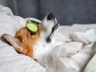 Wellness pre psov je nový hit: Majitelia zaň míňajú tisíce! Prečítajte si, čo im doprajú
