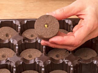 Zmeškali ste výsev uhoriek či cukiet? S týmto trikom dobehnete zameškaný čas