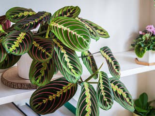 Vyzerá ako namaľovaná a v noci sa hýbe: Spoznajte rastlinu, ktorá sa okamžite stane stredobodom izby