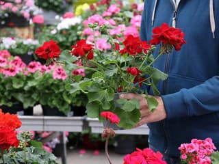 6 znakov, že vám kupované muškáty dlho nevydržia