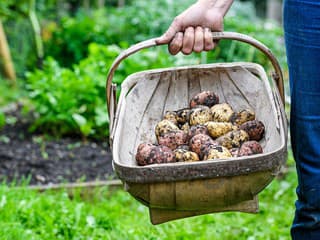 5 spôsobov pestovania zemiakov: Ktorý je najmenej náročný a prináša najväčší výnos?