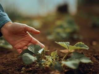 Trháte jarné listy jahôd rukou? Možno si práve ničíte celú tohtoročnú úrodu