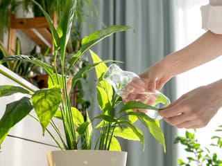 Voda z vodovodu, dažďová či destilovaná voda? Aká voda je najlepšia pre izbové rastliny