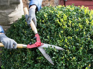 Prvý jarný strih živého plota: Ako na hustý a zelený plot od zeme?