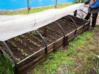 Opäť nízke nočné teploty? Pri zakrývaní rastlín pozor na tieto časté chyby