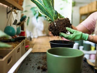 Chystáte sa presádzať izbovky? 5 (takmer) tajných prísad do substrátu pre bohatší rast