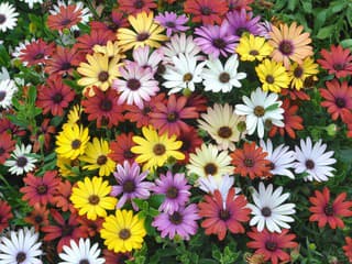Očarujúce osteospermum kvitne celé leto! Ako pestovať obľúbenú „africkú sedmokrásku“?