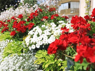 Petúnie alebo muškáty? Jednoduché porovnanie vám pomôže vybrať tie pravé