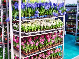 Najväčšie pasce na záhradkárov: Tieto nákupy v marci radšej vynechajte!